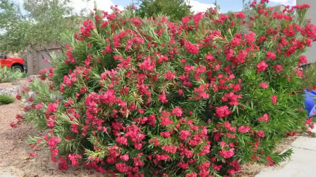 Πικροδάφνη: Τοξικό φυτό σε σχολικές αυλές