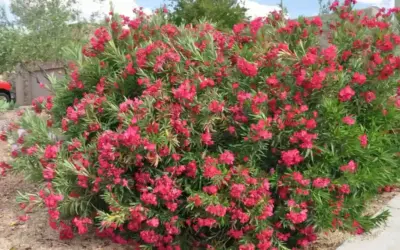 πικροδάφνη — GR news