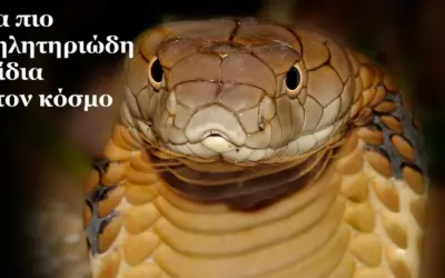 δηλητηριώδεσ φίδι — GR news