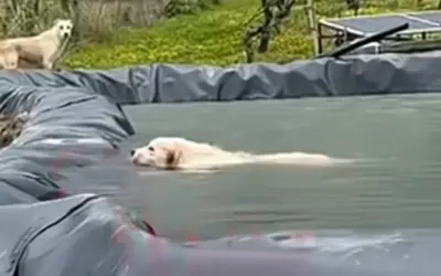 κουτάβι — GR news