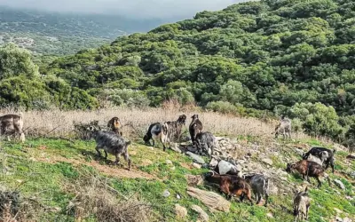 νέα αριστερά — GR news