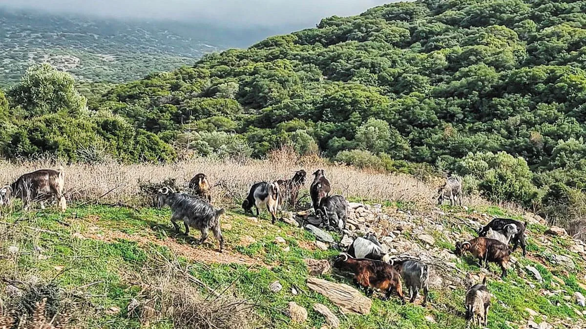 νέα αριστερά — GR news