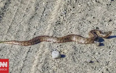 σύροσ — GR news