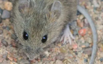 hantavirus — GR news