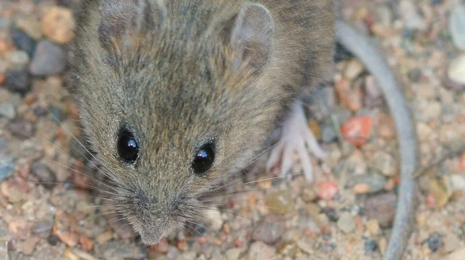 hantavirus — GR news